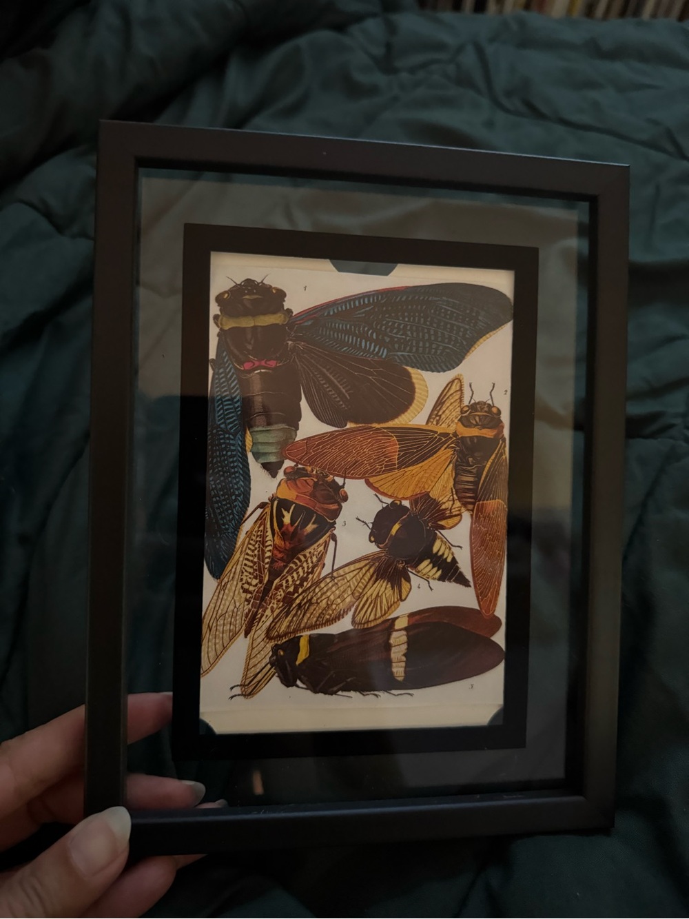 Framed Cicada Illustration Art Print - Black Frame, Multicolor